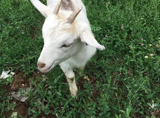 Kazdaglari Ida * Kalkım